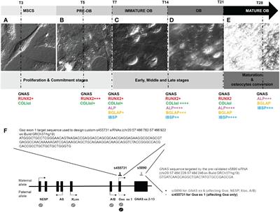 Targeted silencing of GNAS in a human model of osteoprogenitor cells results in the deregulation of the osteogenic differentiation program
